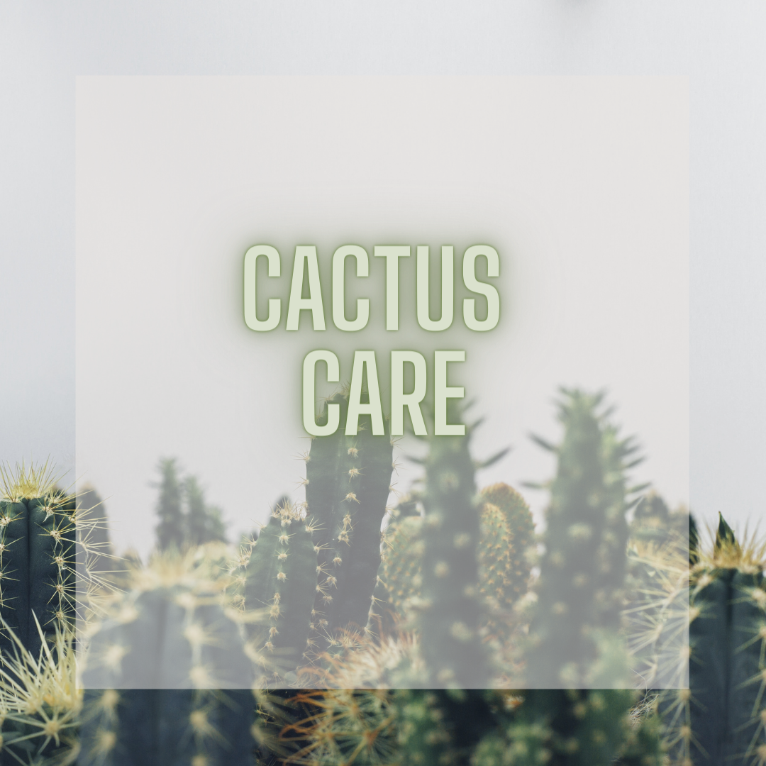 Cactus Care - 5 Common Mistakes With Cactus Care