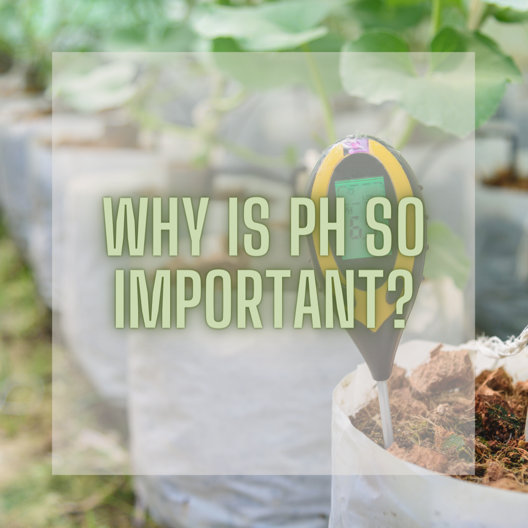 Why is pH so important for your plants health?