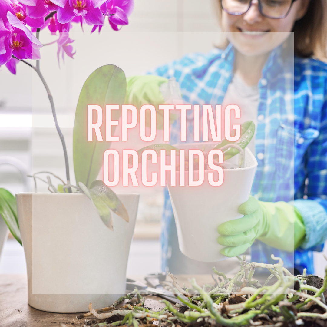 Growth Technology - Orchid Repotting Demo