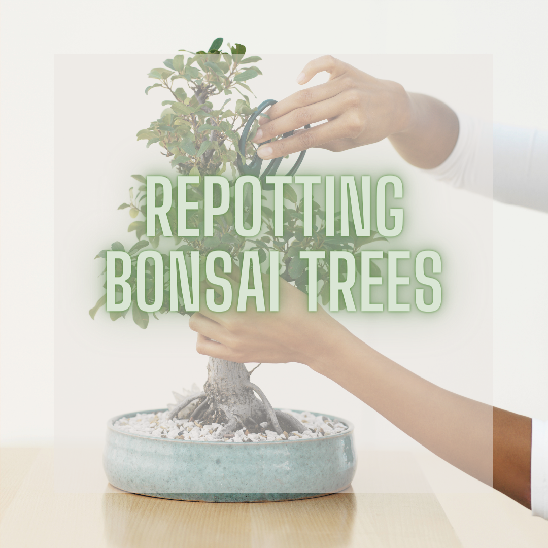 Growth Technology - Bonsai Repotting