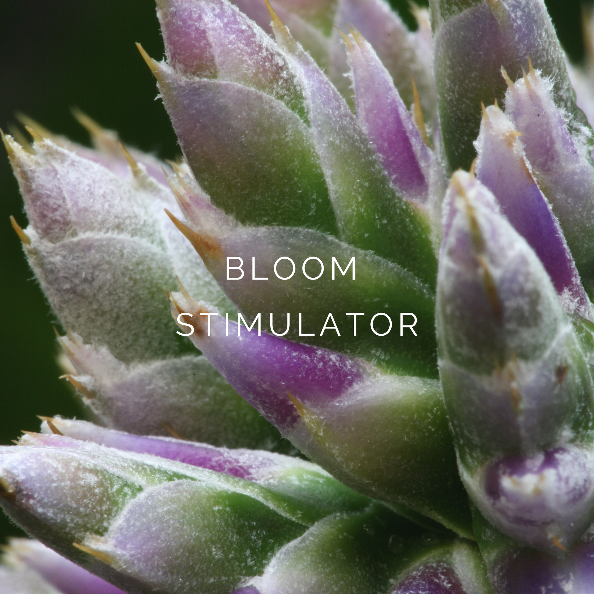Bloom/Flower Stimulators