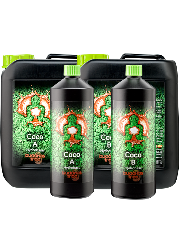 Buddhas Tree Coco A&B