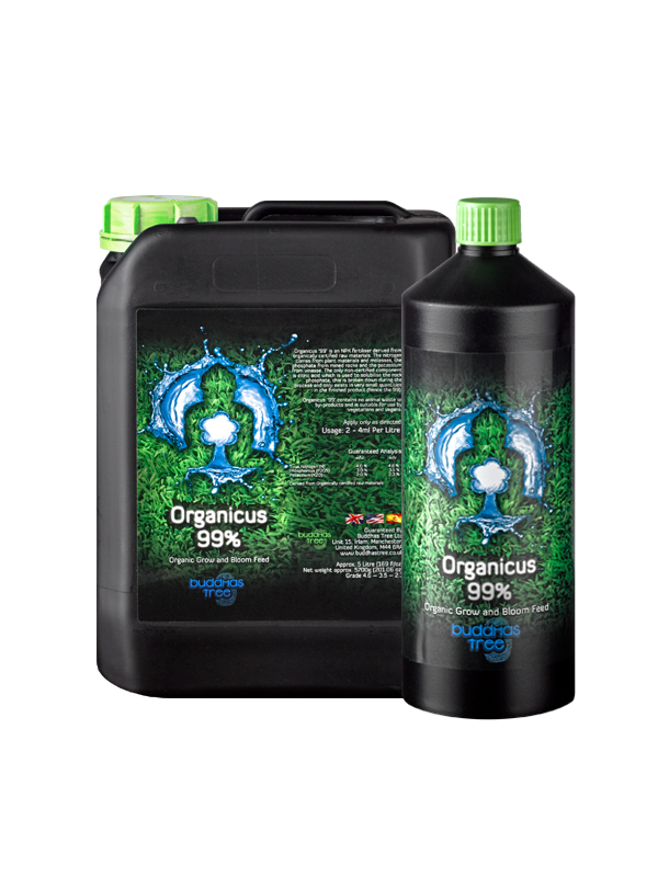 Buddhas Tree Organicus